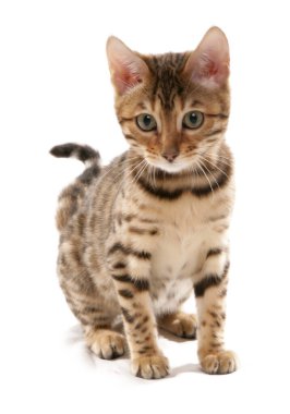 Kahverengi Bengal Kedisi 'ni beyaz bir arka planda izole edilmiş olarak görmüş.