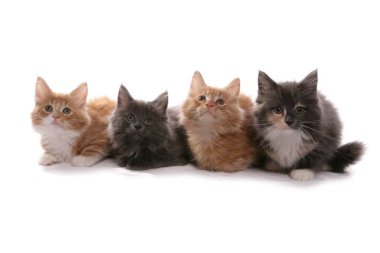 Maine Rakun Kedileri beyaz bir arkaplanda izole edilmiş