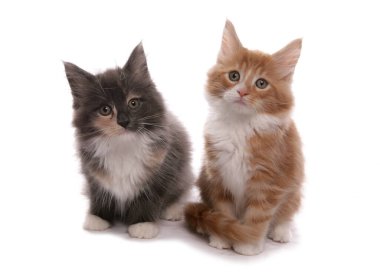 Maine Rakun Kedileri beyaz bir arkaplanda izole edilmiş