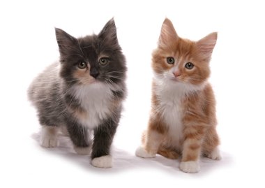 Maine Rakun Kedileri beyaz bir arkaplanda izole edilmiş