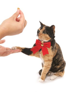 Beyaz bir arka planda izole edilmiş bir ziyafet için patisini veren kedi.