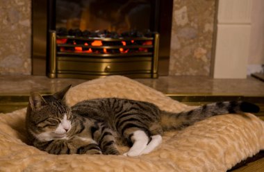 Kışın ateşin yanında uyuyan Kedi