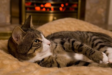 Kışın ateşin başında dinlenen bir kedi