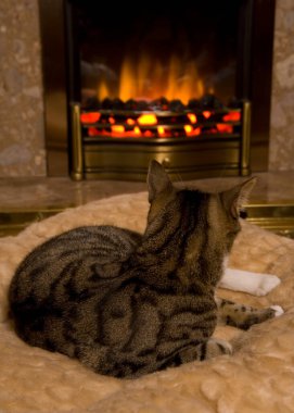 Kışın ateşin yanında uyuyan Kedi