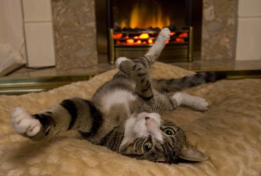 Kışın ateşin yanında gerinen kedi