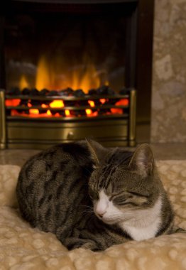 Kışın ateşin yanında uyuyan Kedi