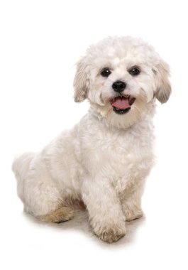 Shih tzu köpeği beyaz bir arkaplanda izole edilmiş.