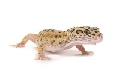 Leopar Gecko beyaz bir arkaplanda izole edildi