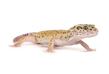 Leopar Gecko beyaz bir arkaplanda izole edildi