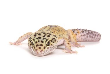 Leopar Gecko beyaz bir arkaplanda izole edildi