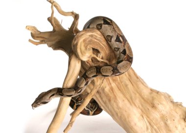 Boa yılanı beyaz arkaplanda izole edildi