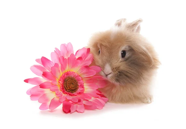 Coniglio Con Fiore Isolato Fondo Bianco — Foto Stock