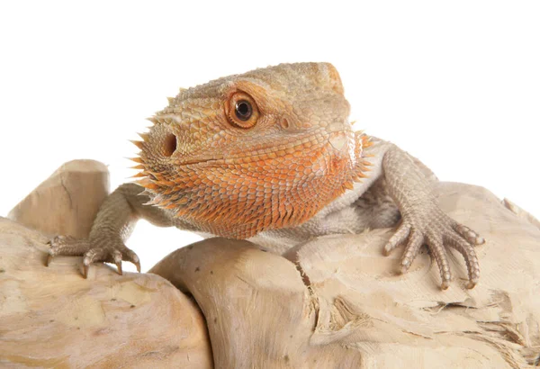 Dragón Barbudo Aislado Sobre Fondo Blanco — Foto de Stock