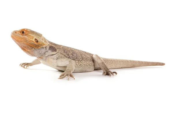 Dragón Barbudo Aislado Sobre Fondo Blanco — Foto de Stock