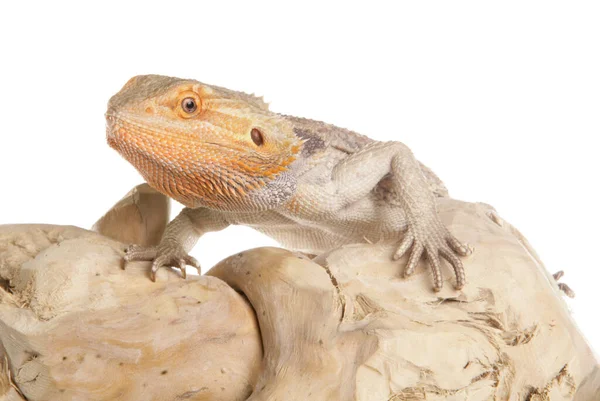 Dragón Barbudo Aislado Sobre Fondo Blanco — Foto de Stock