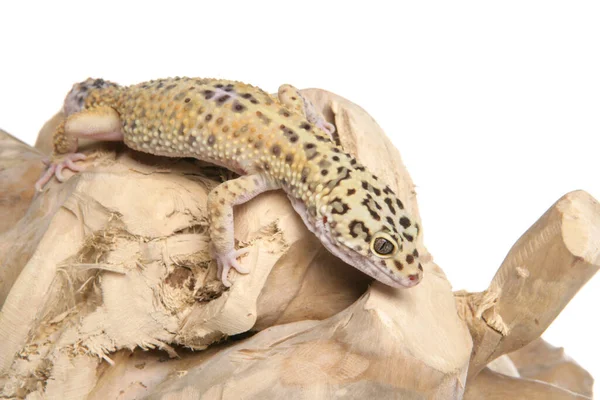 Leopardo Gecko Isolado Fundo Branco — Fotografia de Stock