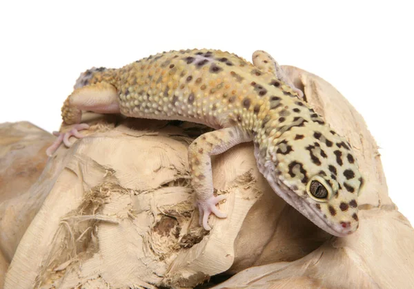 Leopardo Gecko Isolado Fundo Branco — Fotografia de Stock