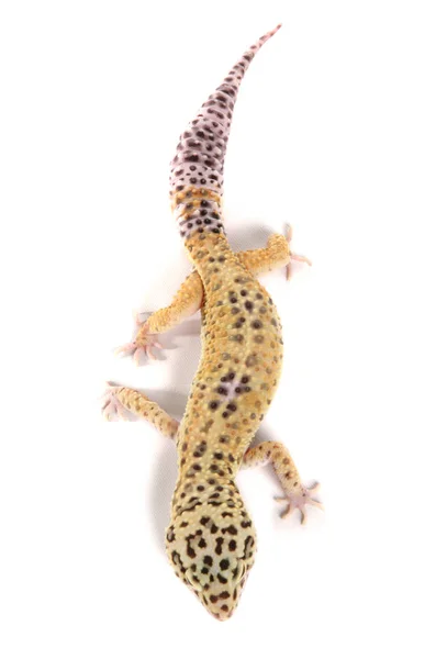 Leopardo Gecko Isolado Fundo Branco — Fotografia de Stock