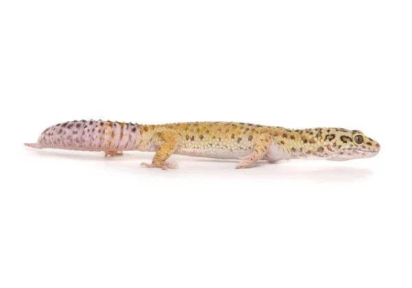 Leopardo Gecko Aislado Sobre Fondo Blanco — Foto de Stock