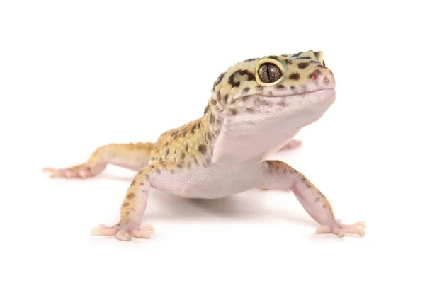 Leopardo Gecko Aislado Sobre Fondo Blanco — Foto de Stock