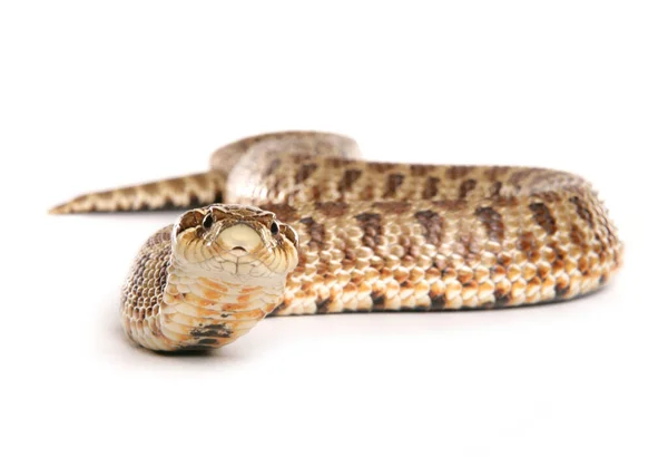 白い背景に隔離された西洋のホッグ鼻ヘビ — ストック写真