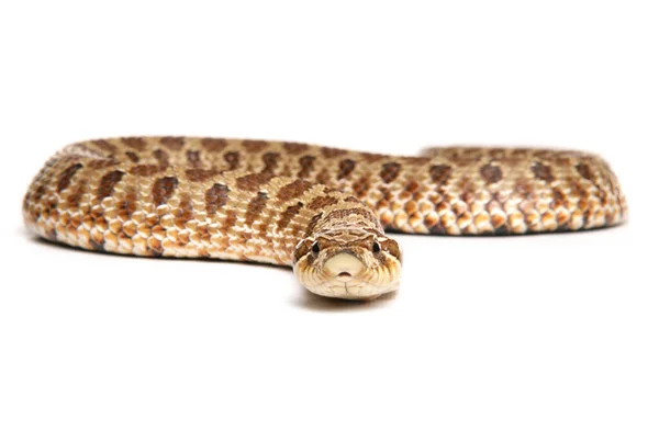 Western Hog Nosed Serpente Isolado Fundo Branco — Fotografia de Stock