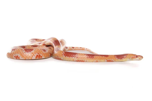 Corn Cross Milk Snake — Stock Photo, Image