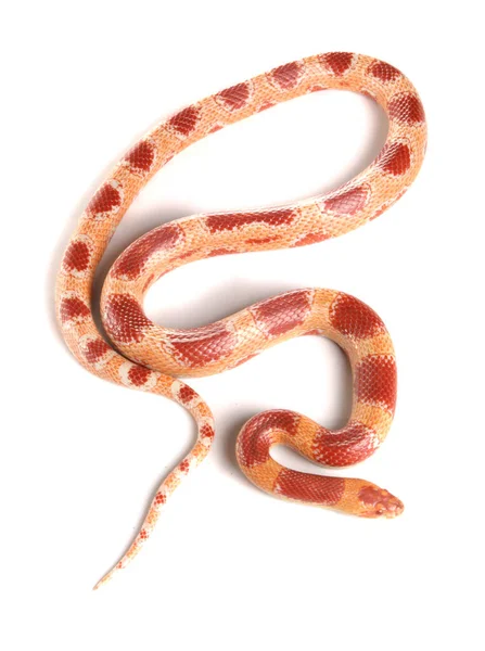 白い背景に隔離されたコーンクロスミルクヘビ — ストック写真