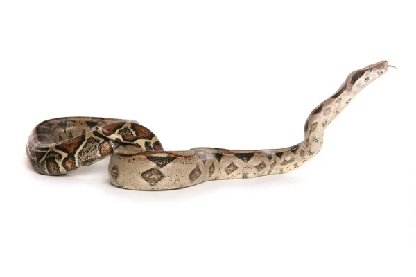 Boa Constrictor Serpent Isolé Sur Fond Blanc — Photo