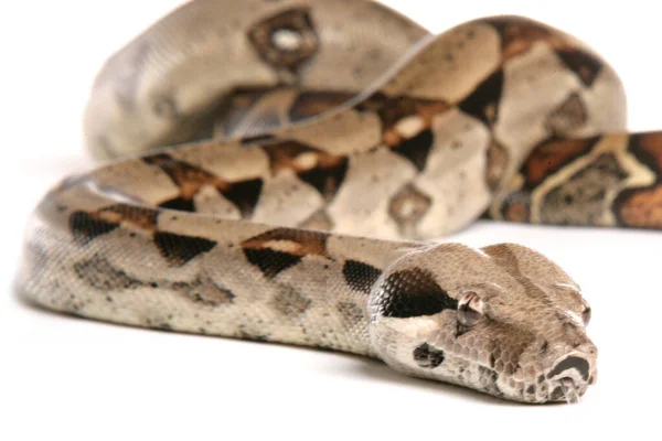 Boa Constrictor Snake Geïsoleerd Een Witte Achtergrond — Stockfoto