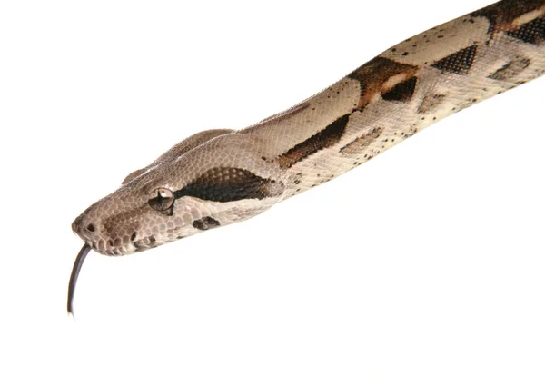 Boa Constrictor蛇在白色背景下被隔离 — 图库照片
