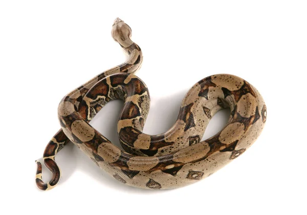 白い背景に隔離されたBoa Constrictor Snake — ストック写真
