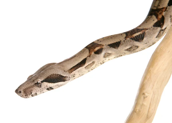 Boa Constrictor蛇在白色背景下被隔离 — 图库照片
