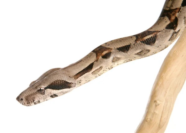 Boa Constrictor Serpent Isolé Sur Fond Blanc — Photo