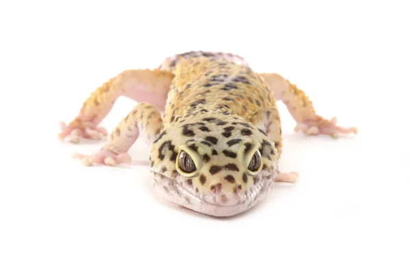 Leopard Gecko Isolerad Vit Bakgrund Royaltyfria Stockfoton