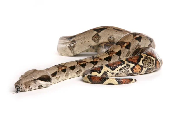 Boa Constrictor Serpiente Aislada Sobre Fondo Blanco Fotos de stock libres de derechos