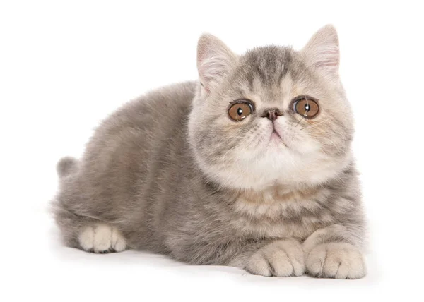 Silver Tabby Exotisk Stenografikattunge Isolerad Vit Bakgrund — Stockfoto