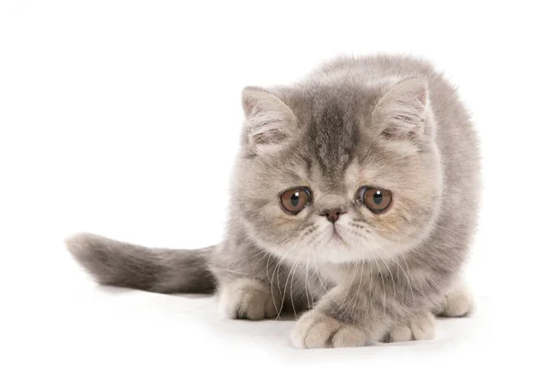 銀のタビー白い背景に隔離されたエキゾチックな短髪の子猫 — ストック写真