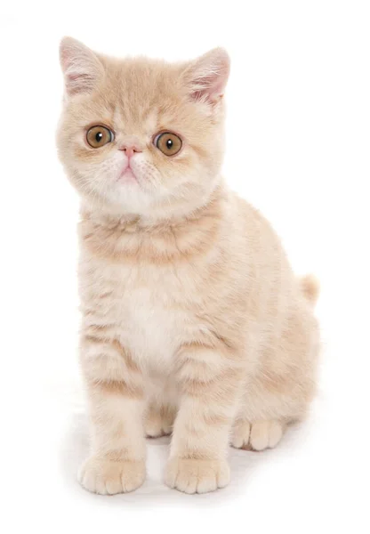 Crème Exotische Steno Kitten Geïsoleerd Een Witte Achtergrond — Stockfoto