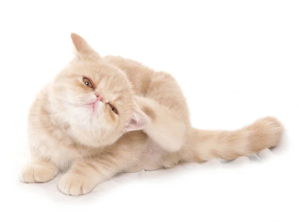 Krem rengi kısa hava kedi tırmalama beyaz bir arka planda izole edilmiş.