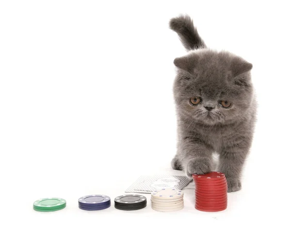 Azul Exótico Gatinho Shorthair Jogar Poker Isolado Fundo Branco — Fotografia de Stock