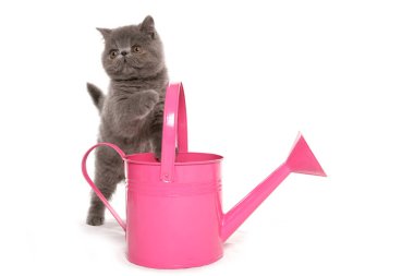 Pembe sulama kutusu olan egzotik kedi yavrusu beyaz bir arka planda izole edilmiş.