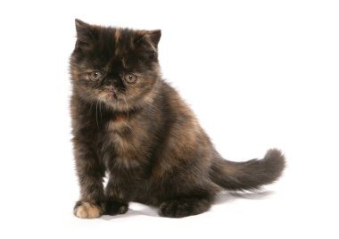 Beyaz bir arka planda izole edilmiş egzotik kahverengi ördek yavrusu.