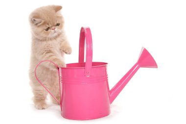 Pembe sulama kutusu olan egzotik kedi yavrusu beyaz bir arka planda izole edilmiş.