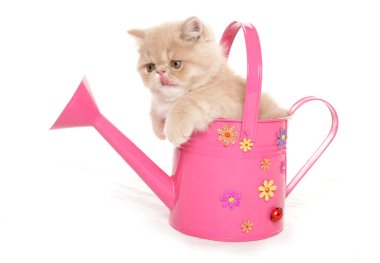 Pembe sulama kutusundaki egzotik kedi yavrusu beyaz bir arka planda izole edilmiş.