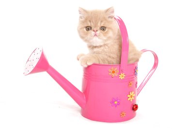 Pembe sulama kutusundaki egzotik kedi yavrusu beyaz bir arka planda izole edilmiş.