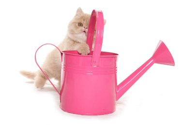 Pembe sulama kutusu olan egzotik kedi yavrusu beyaz bir arka planda izole edilmiş.