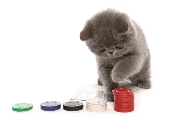 Azul Exótico Gatinho Shorthair Jogar Poker Isolado Fundo Branco — Fotografia de Stock