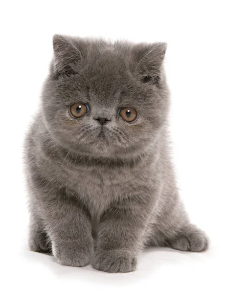 白い背景に隔離された青いエキゾチックなショートヘアの子猫 — ストック写真