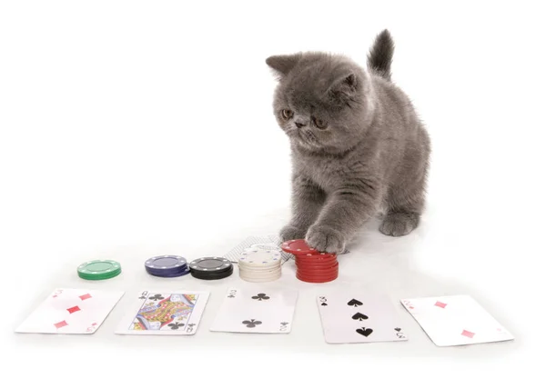 Beyaz Bir Arka Planda Poker Oynayan Mavi Egzotik Kedi Yavrusu — Stok fotoğraf